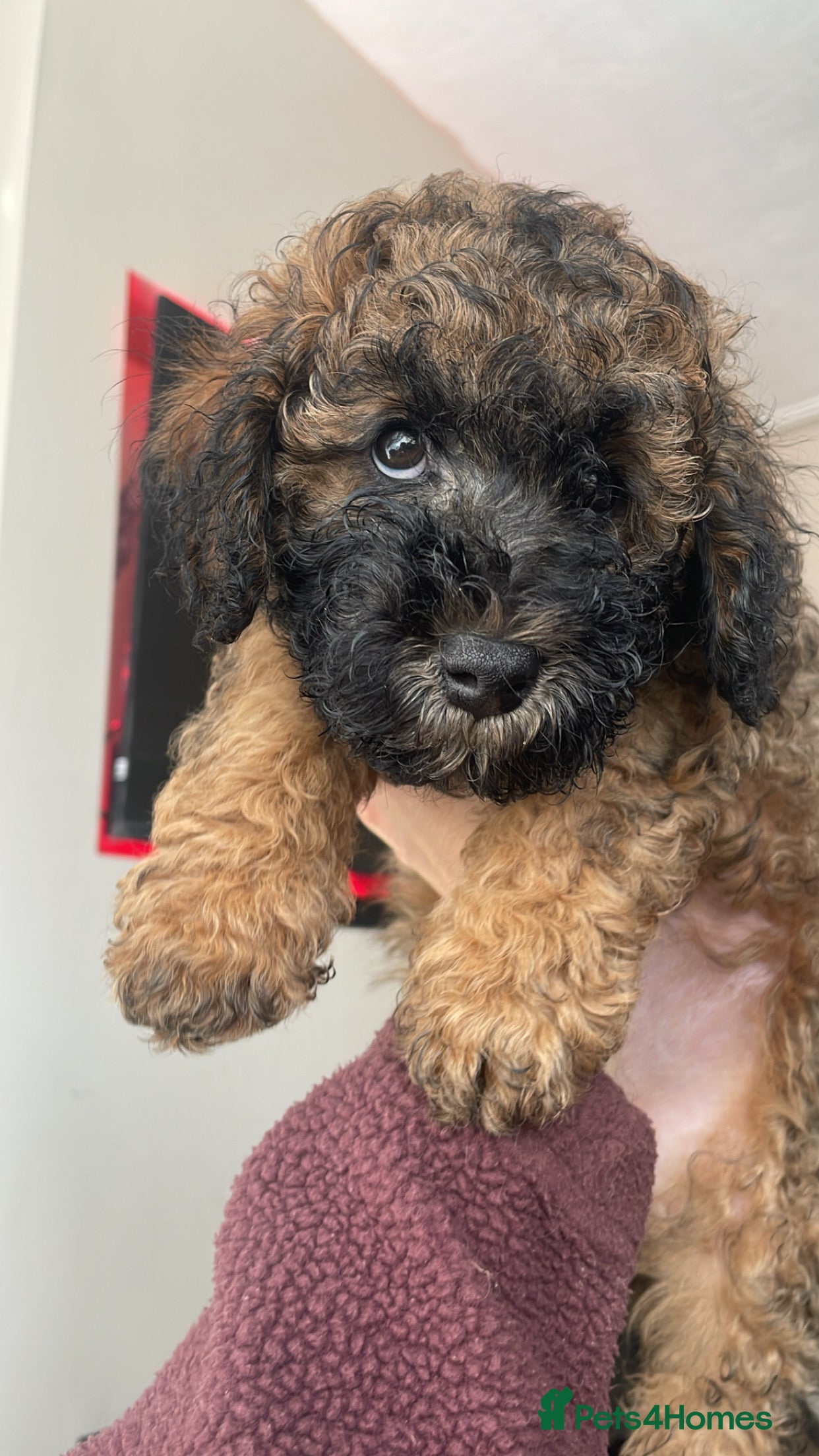Poochon dogs for sale: Ready to leave NOW poochons🐶❤️ - Advert 5