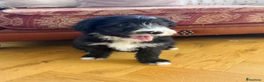 Bearded Collie 2