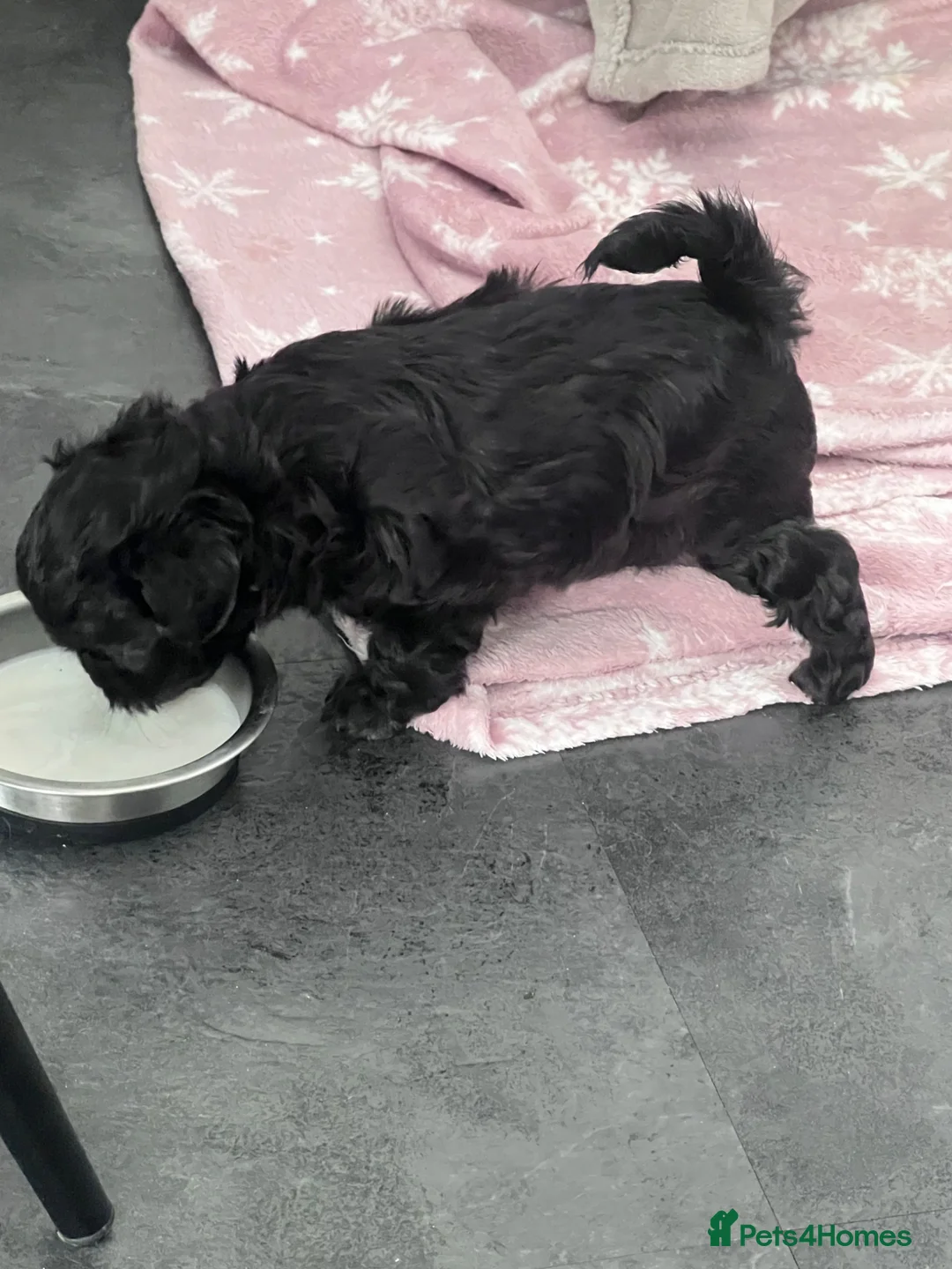 Mixed Breed dogs for sale: Beautiful Cavapoo/shihpoo Puppies - Advert 2