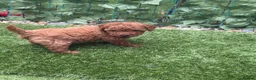 Toy Poodle dogs for sale: Red Fox Toy Poodle puppies in Poole - Advert 16