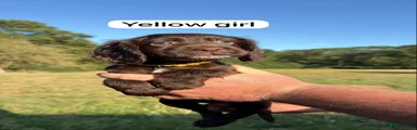 Sprocker 7