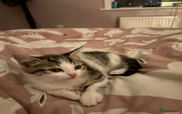 Mixed Breed cats for sale: Kitten MaineCoon cross 10 weeks 1 boy left 🥰🥰🥰 - Image 13