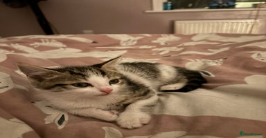 Mixed Breed cats - Advert 2
