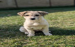 Mixed Breed dogs for adoption: Pumpkin for adoption - Advert 2