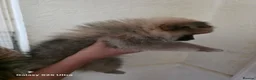 Pomeranian dogs for sale: Pomeranian  - Advert 4