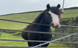 Irish Cob horses for sale: Storm 4year old ride/drive gelding  - Image 7