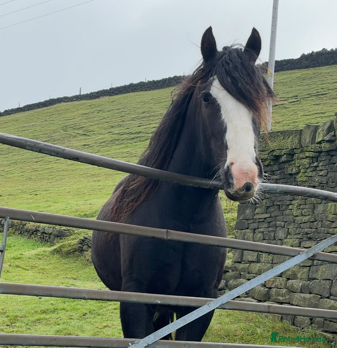 Irish Cob horses for sale: Storm 4year old ride/drive gelding  - Image 7