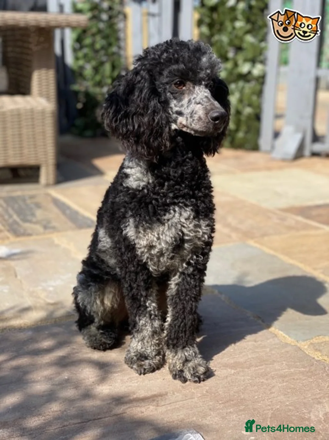 Cockapoo dogs for stud: HEALTH TESTED BLUE MERLE MIN POO CARRIES CHOCOLATE in Chippenham - Advert 3