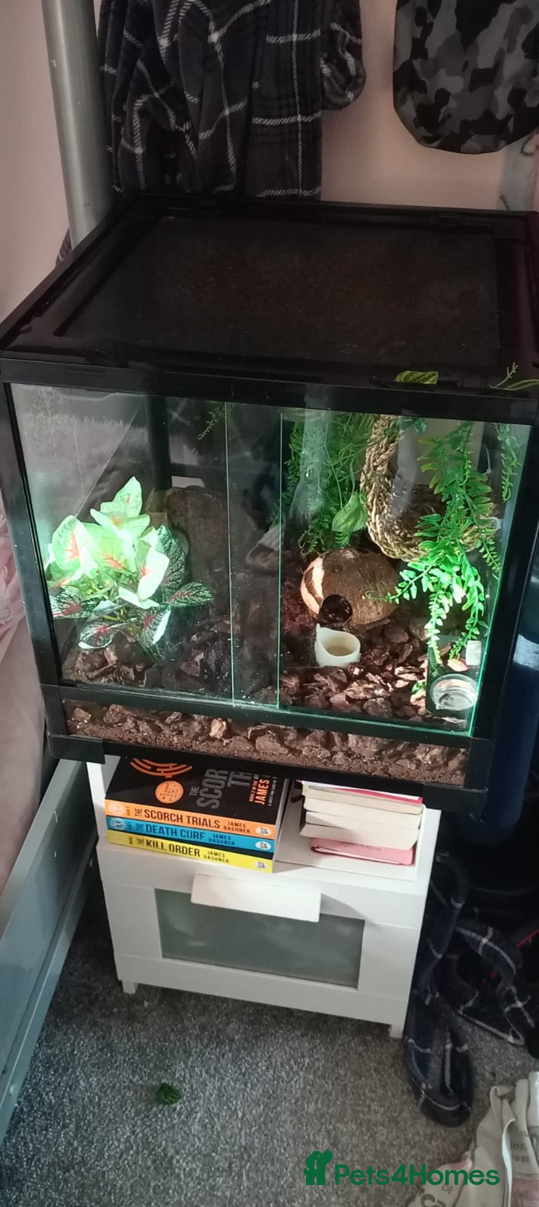 Bearded Dragon reptiles for sale: 3 crested geckos and enclosure. - Advert 9