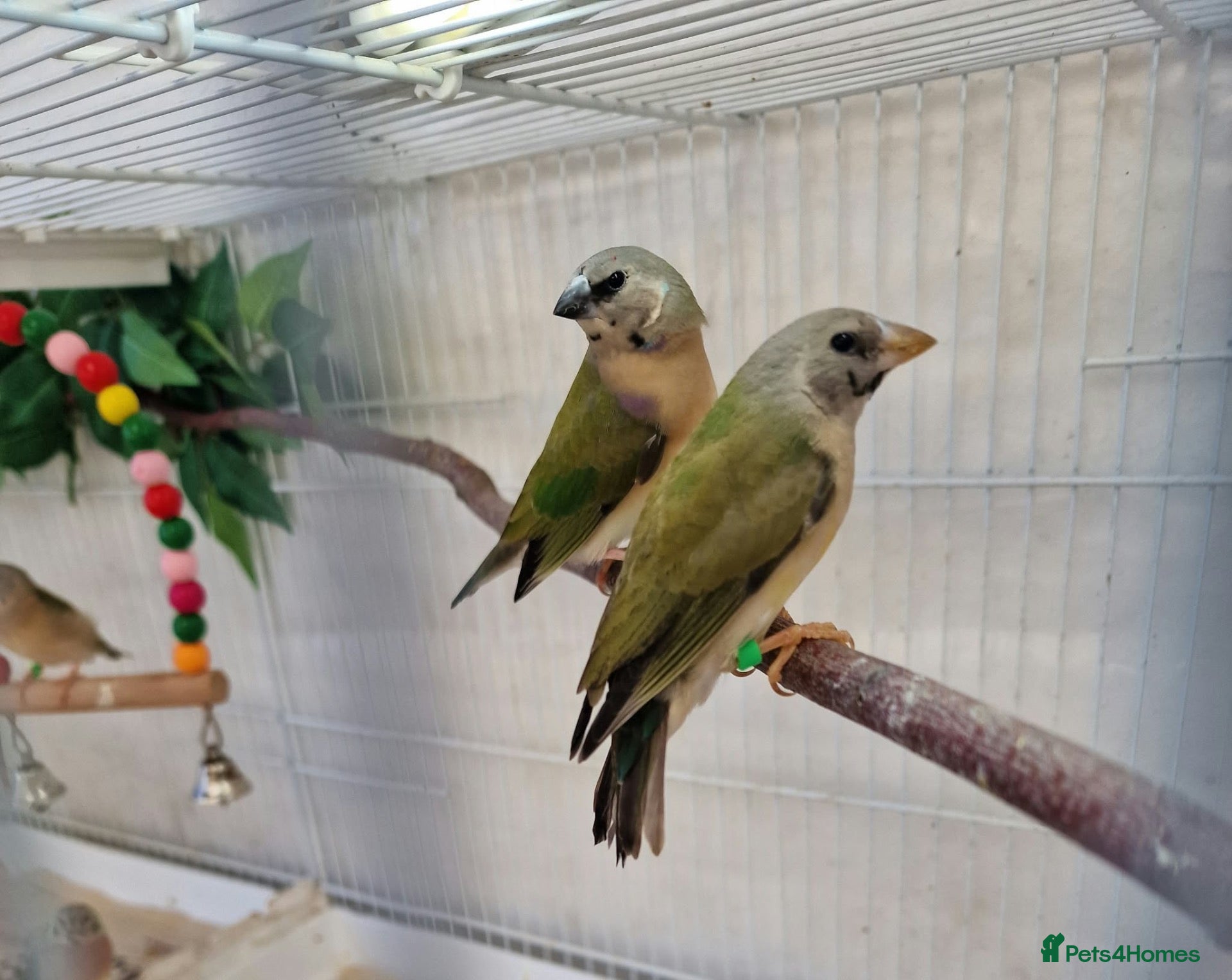 Finches birds Gouldian and Owl finch - Advert 14
