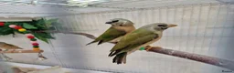 Finches birds for sale: Gouldian and Owl finch - Advert 1