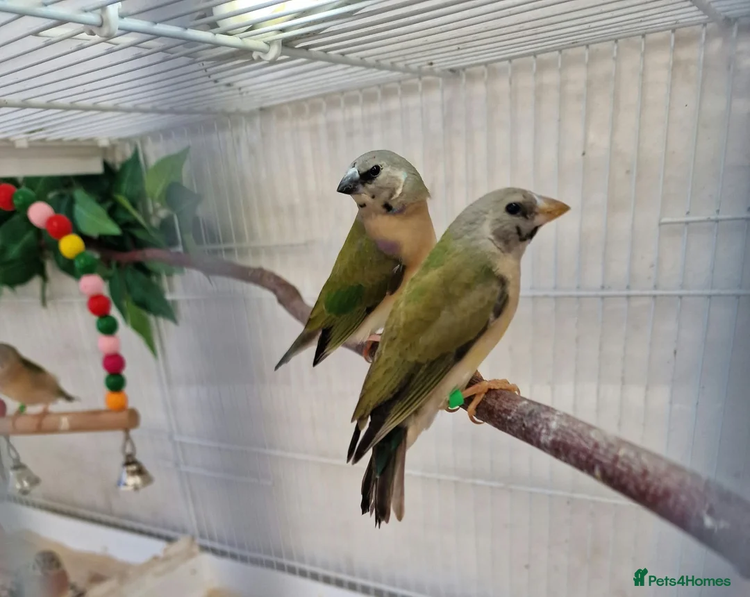 Finches birds for sale: Gouldian and Owl finch - Advert 1