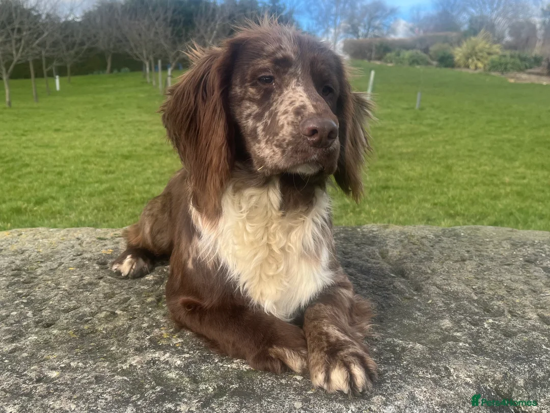 Cocker Spaniel dogs for stud: MERLE cocker spaniel at stud  in Rowlands Gill - Advert 5