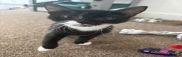 British Shorthair cats for sale: Male kitten  - Advert 2
