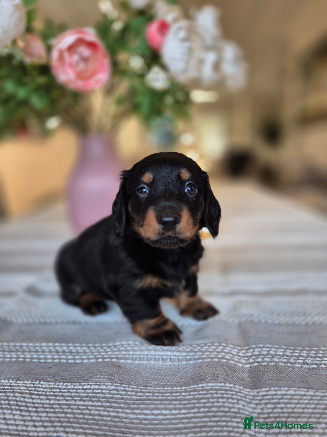Dachshund dogs for sale: 💙Miniature Dachshund puppies! First litter!🩷  - Advert 8