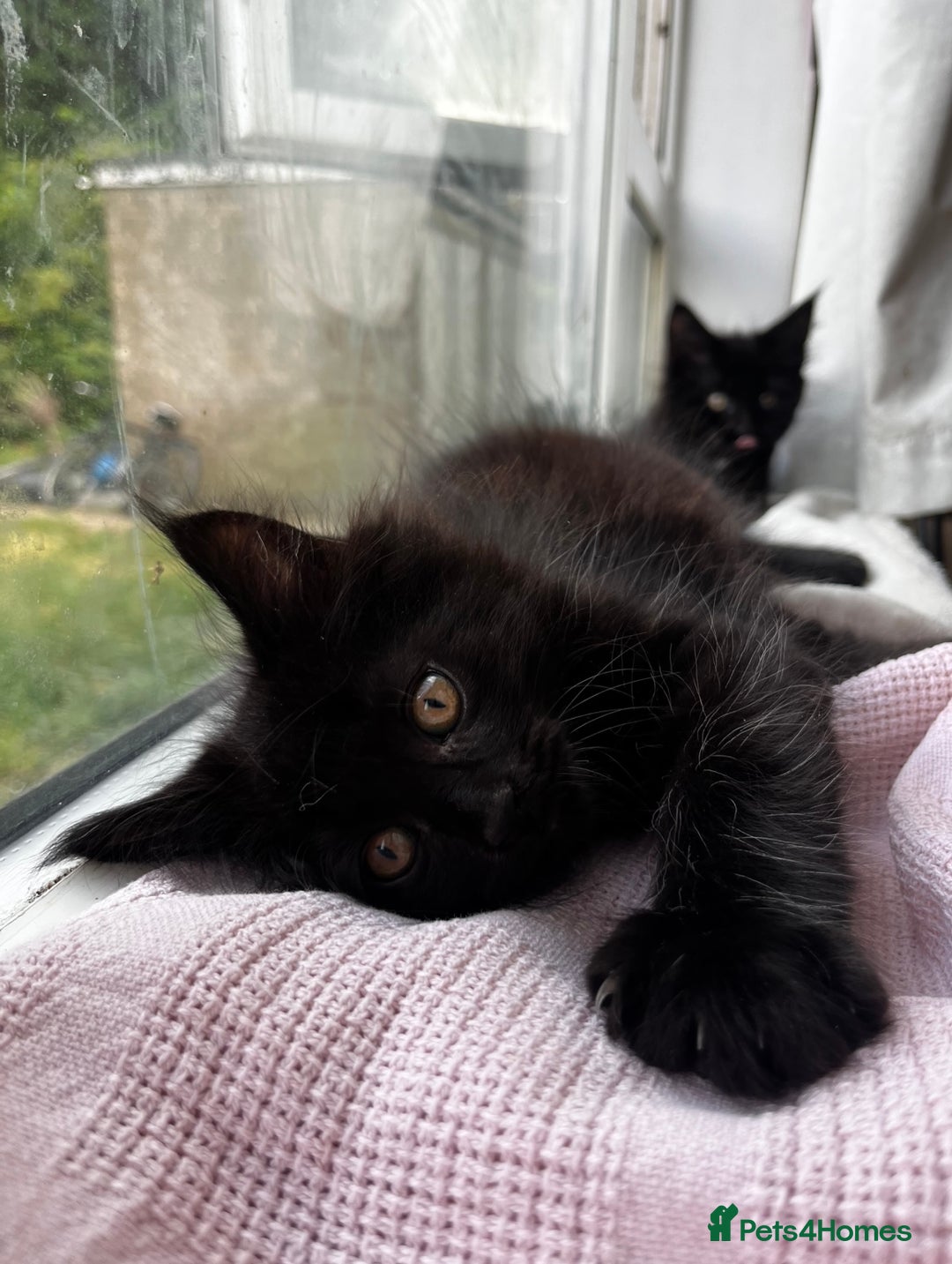 Maine Coon cats for sale: 2 sweet boys looking for new home - Image 2