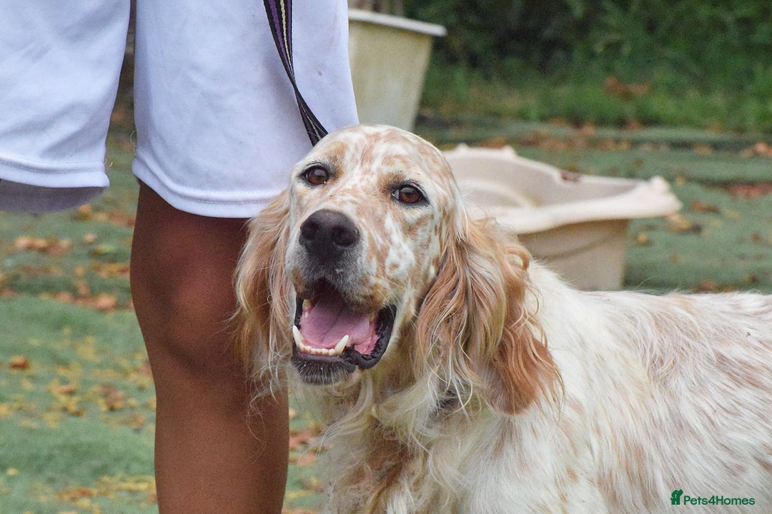 English Setter dogs for adoption: Figo  - Image 11