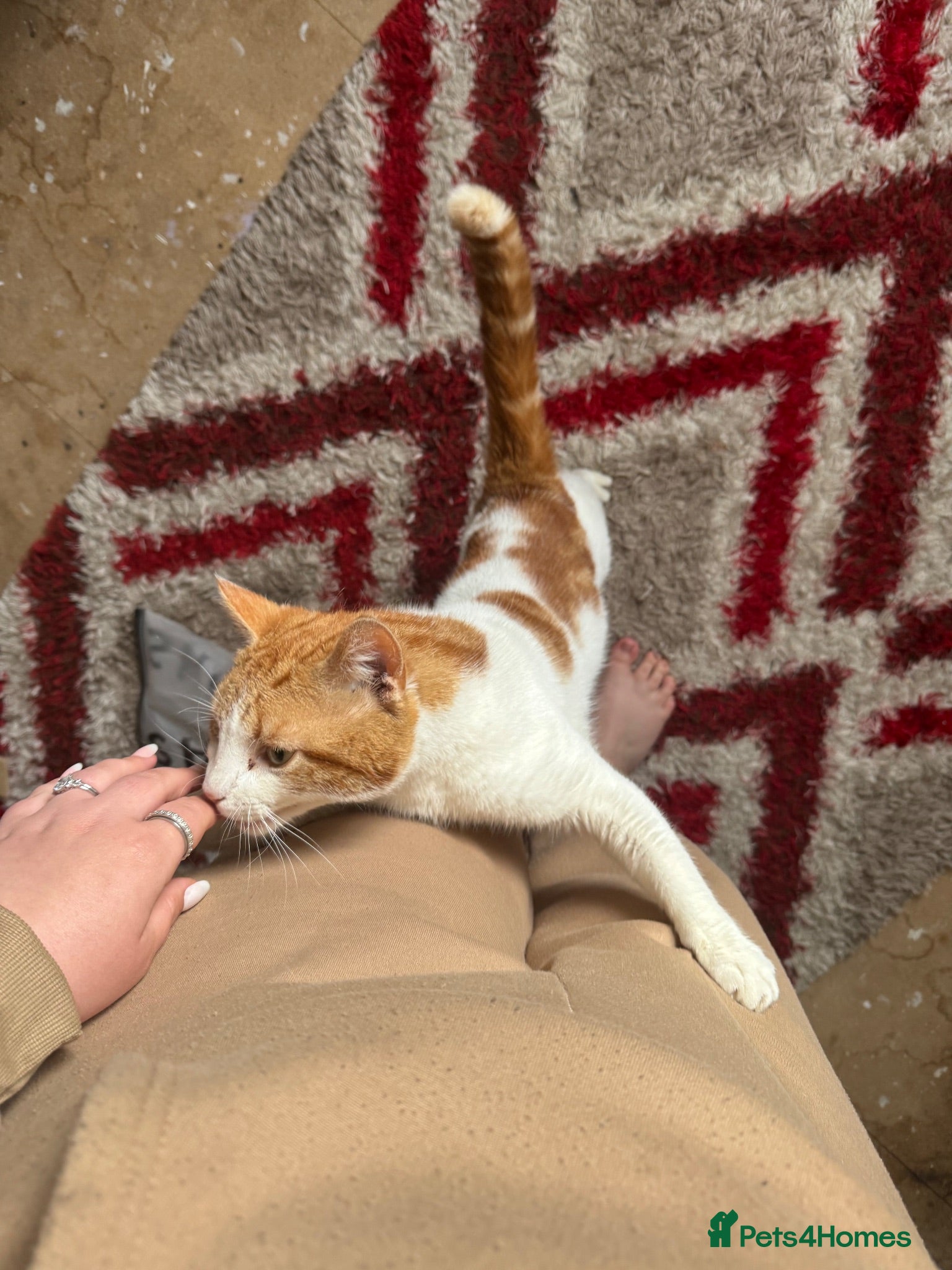 Mixed Breed cats Simba - Advert 1