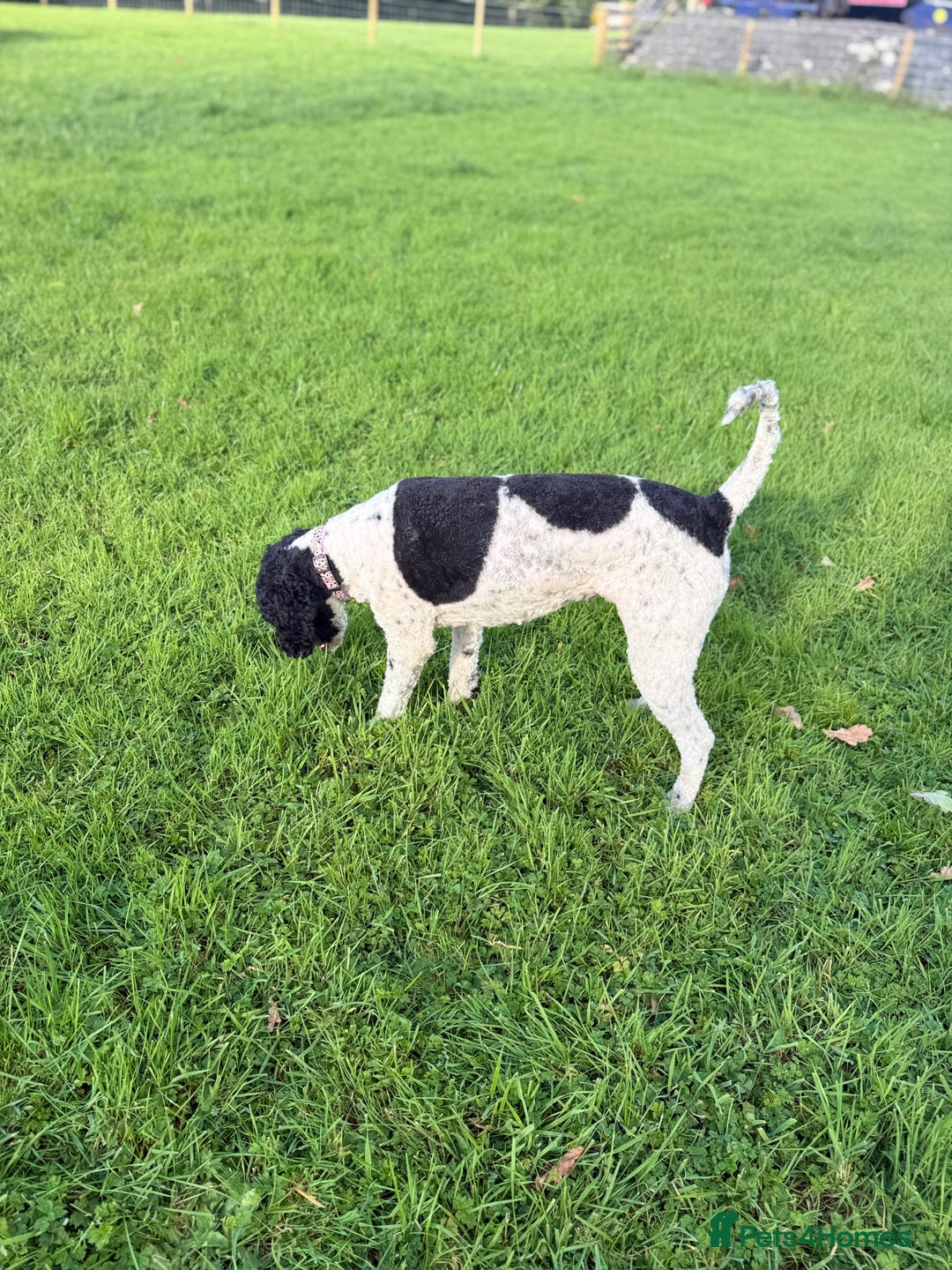 Bernedoodle dogs for sale: 💙Medium Sized Chunky Bernedoodles🩷 - Advert 17