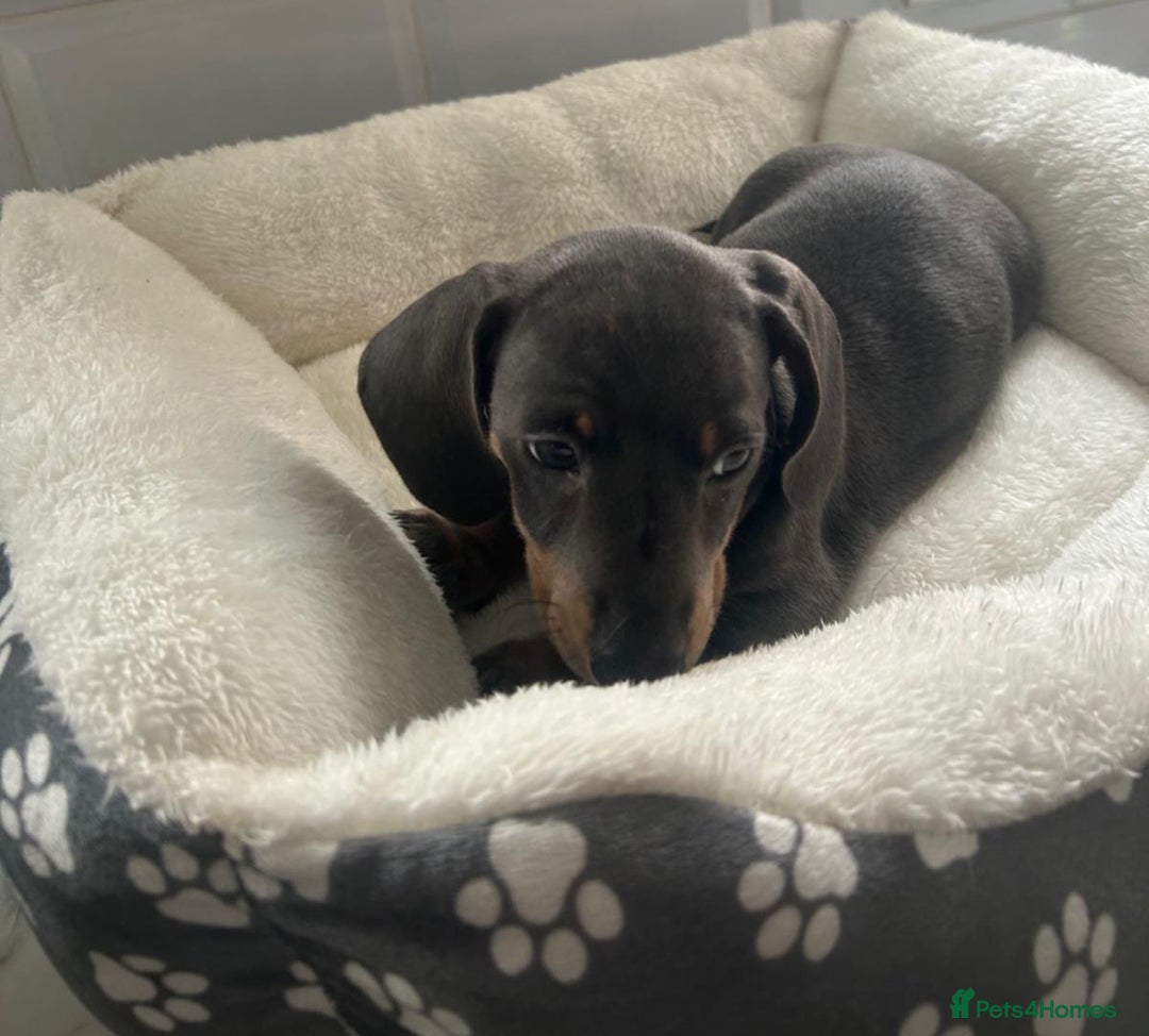 Miniature Dachshund dogs for sale: Miniature dachshund  - Image 11