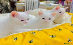 Ragdoll cats for sale: l Ragdol Kiten - Image 9