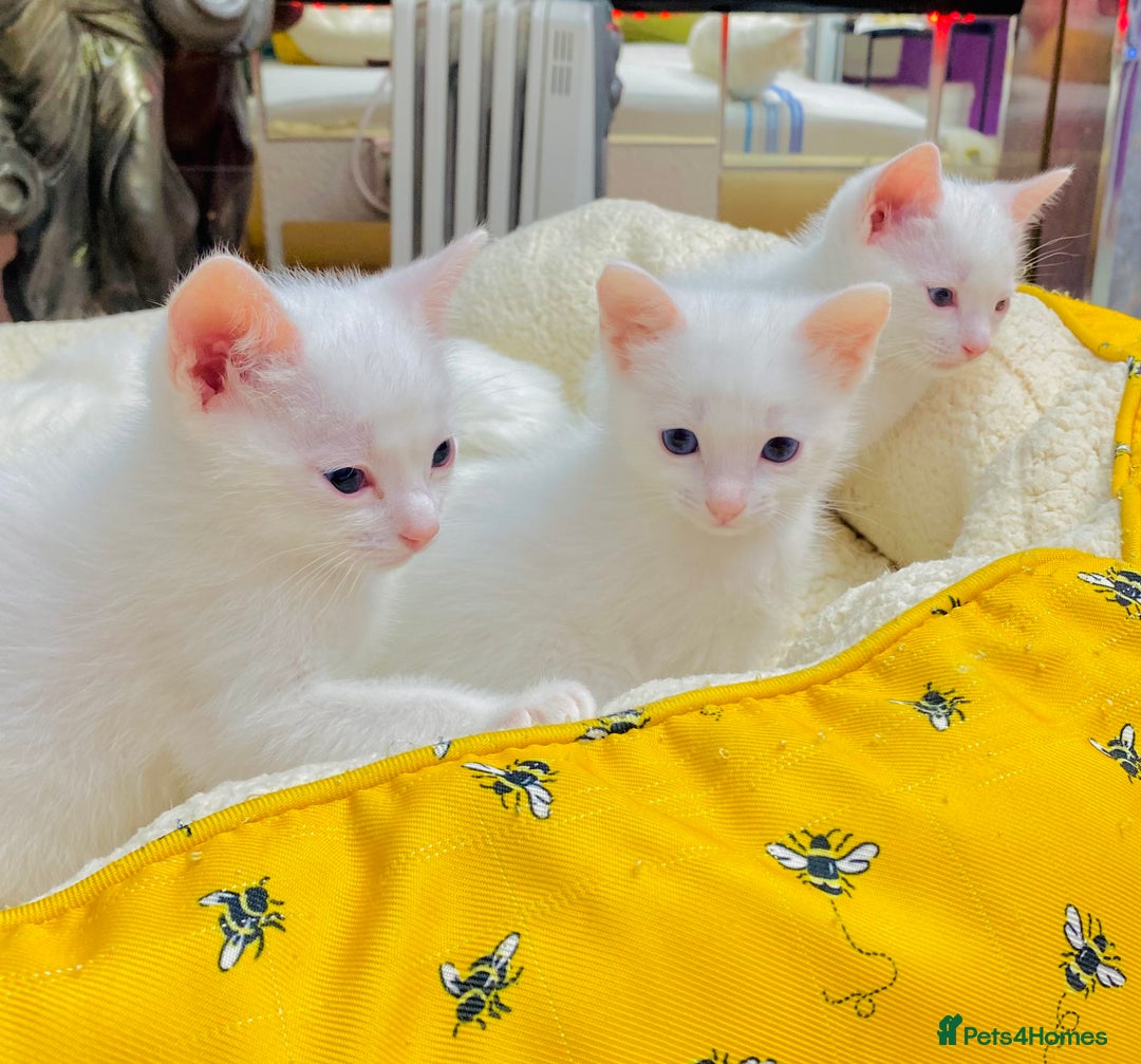 Ragdoll cats for sale: l Ragdol Kiten - Image 9