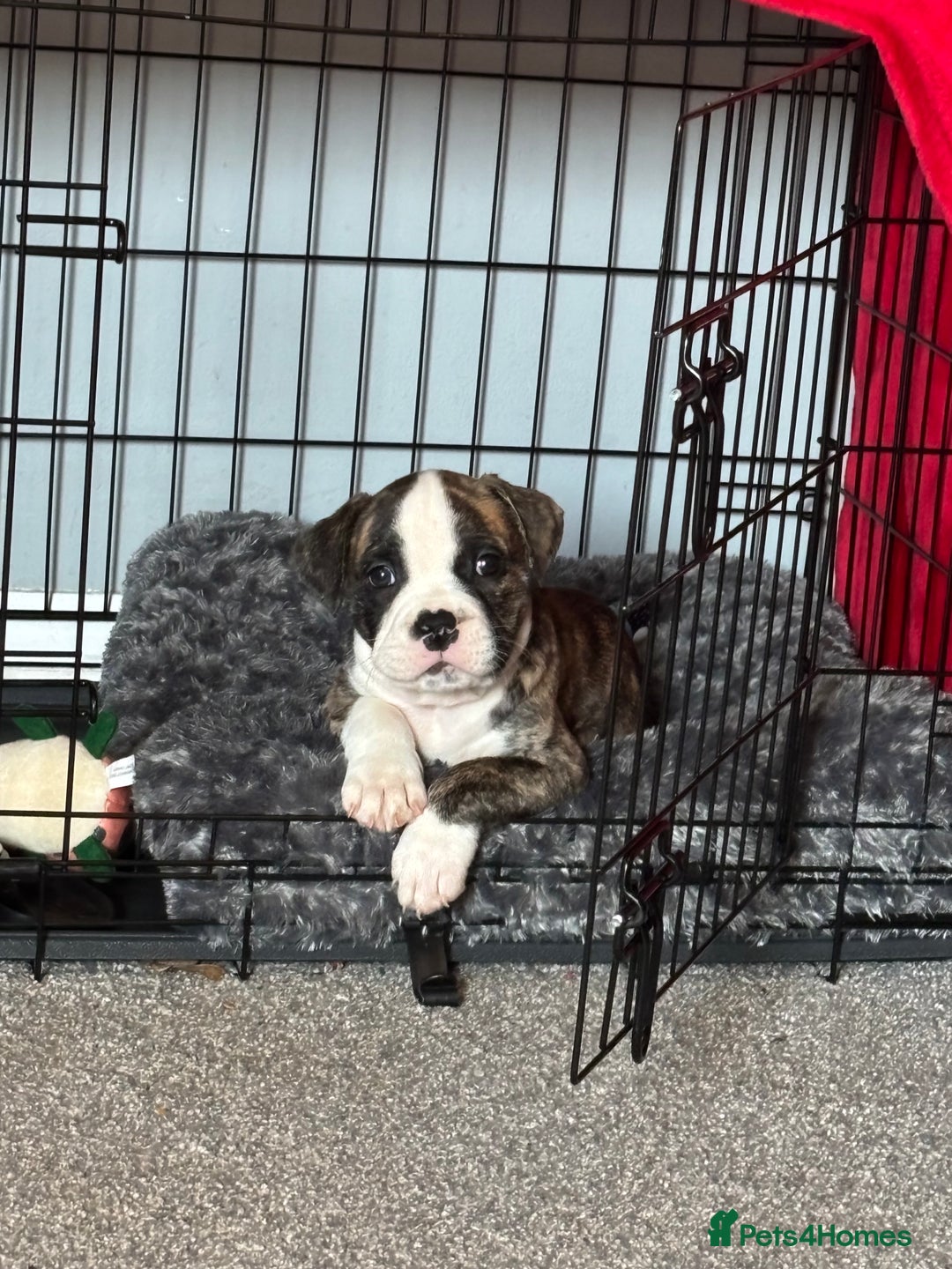 Mixed Breed dogs for sale: Bridle staffy cross - Advert 4