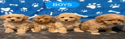 Maltipoo dogs for sale: ❤️Maltipoo F1 Babies💙 - Advert 5