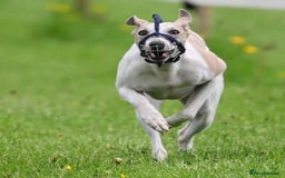 Whippet dogs for stud: Beautiful Whippet Dodger for STUD | Unproven - Image 12