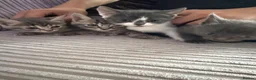 British Shorthair cats for sale: Beautiful kittens ready next week - Advert 13