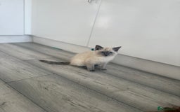 Ragdoll cats for sale: GCCF Ragdoll kittens beautiful litter  - Image 9