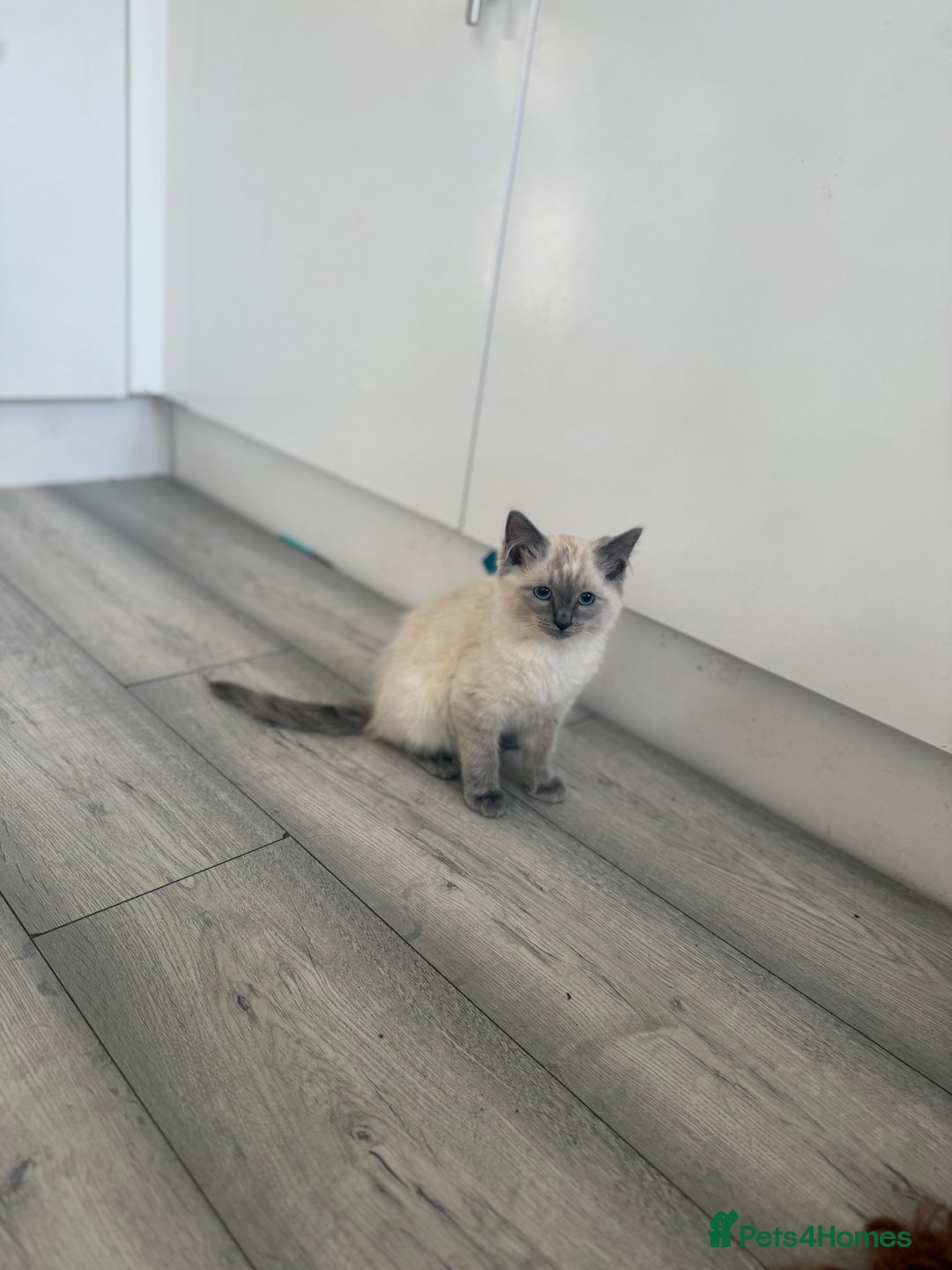 Ragdoll cats for sale: GCCF Ragdoll kittens beautiful litter  - Image 9