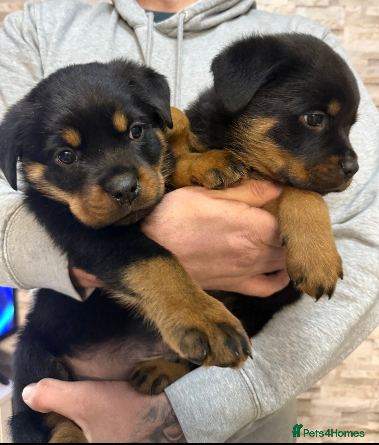 Rottweiler dogs 🏆Last Boy Only -  Ready Now🏆 - Advert 13