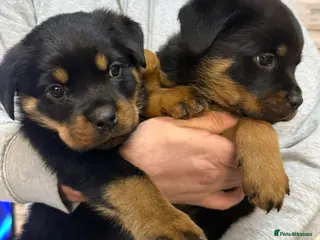 Rottweiler dogs 🏆Last Boy Only - Ready Now🏆 - Advert 13