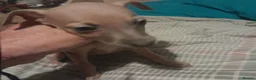 Mixed Breed dogs for sale: Whiggies. Whippet x Italuan greyhound - Advert 2