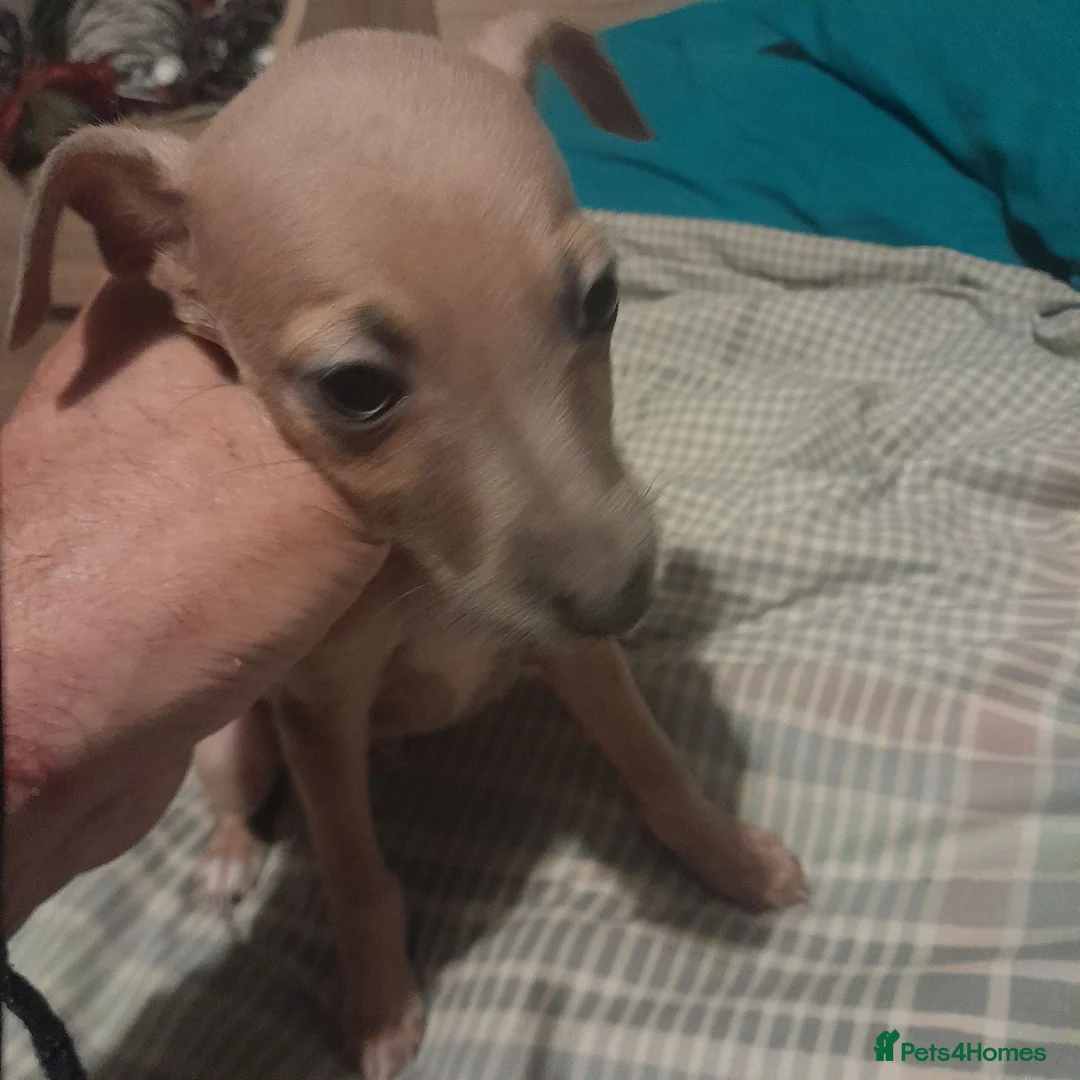 Mixed Breed dogs for sale: Whiggies. Whippet x Italuan greyhound - Advert 2