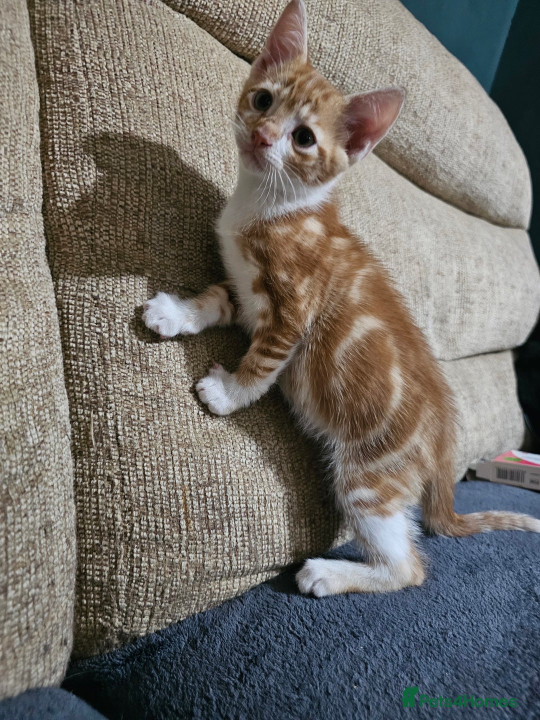 Mixed Breed cats for sale: Beautiful kittens available for sale - Advert 15