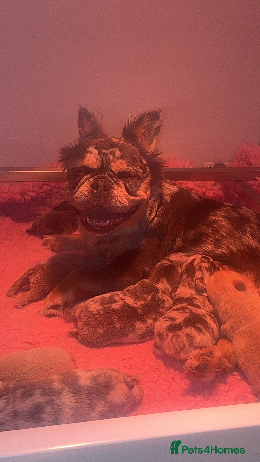 French Bulldog dogs for sale: 7 fluffy French Bulldogs puppies - Image 10