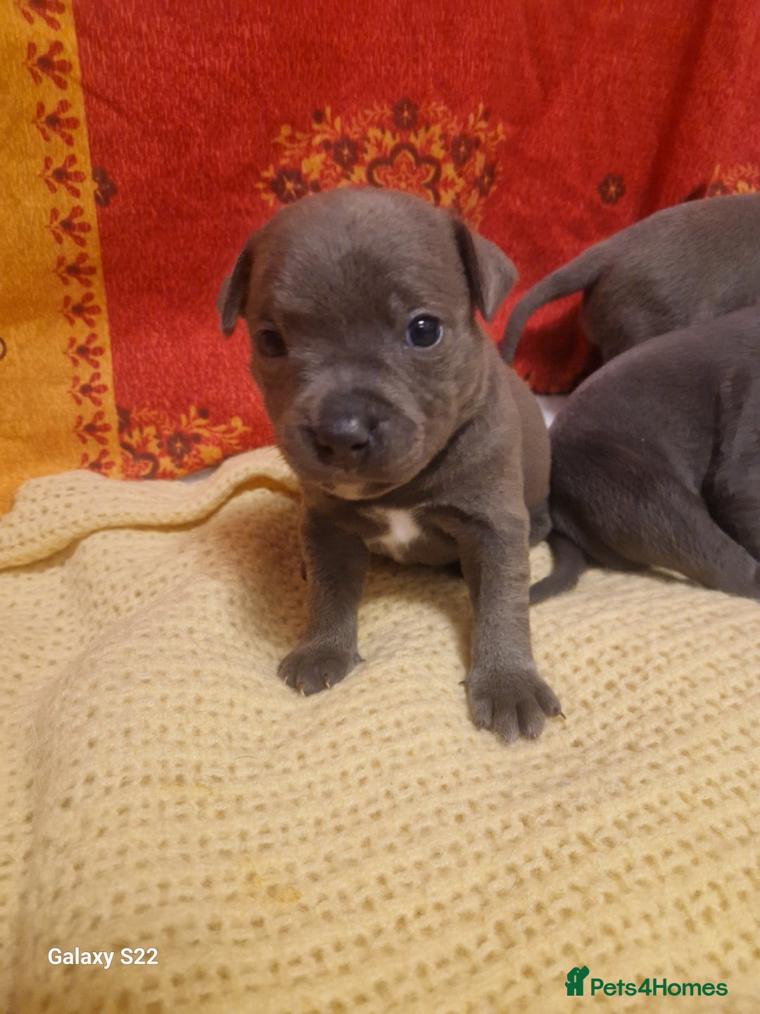 Staffordshire Bull Terrier dogs for sale: PIRO X PHARAON BLUE PUPS - Advert 18