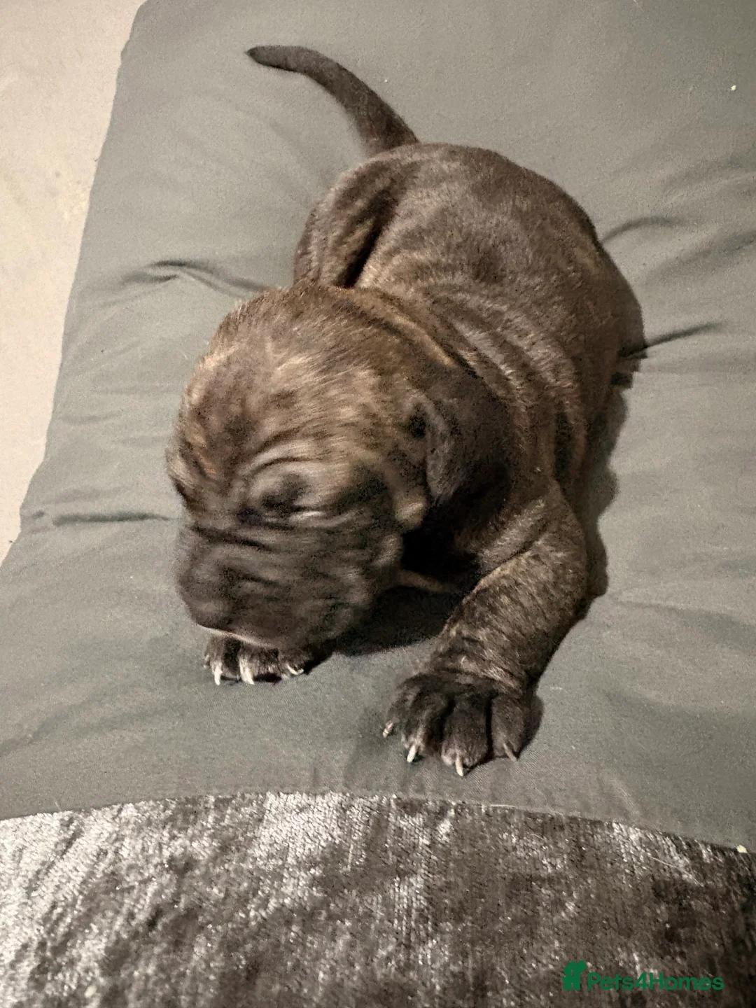 Cane Corso dogs for sale: Beautiful cane corso puppy’s  - Advert 3