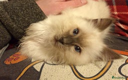 Ragdoll cats for sale: Stunning Adult Ragdoll and Kittens available!  - Image 35