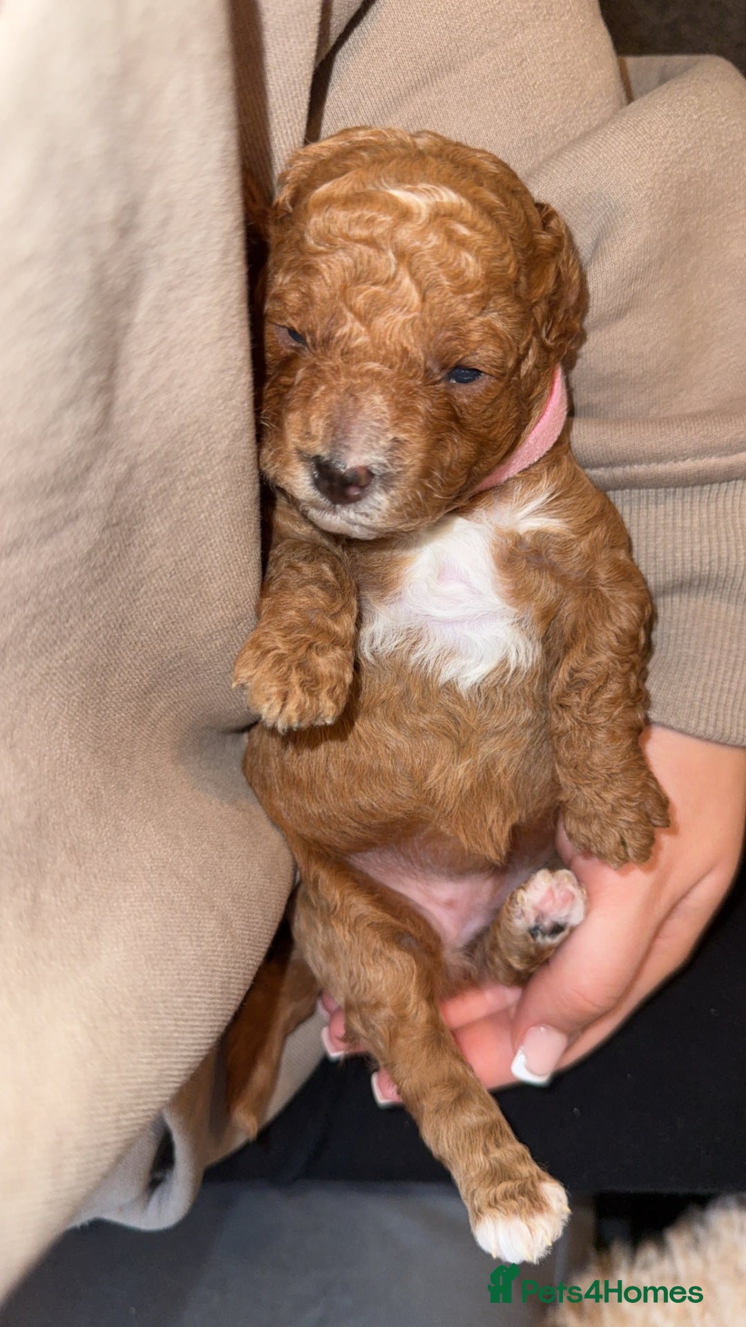 Cavapoo dogs for sale: Cavapoo puppies F1BB - Image 11