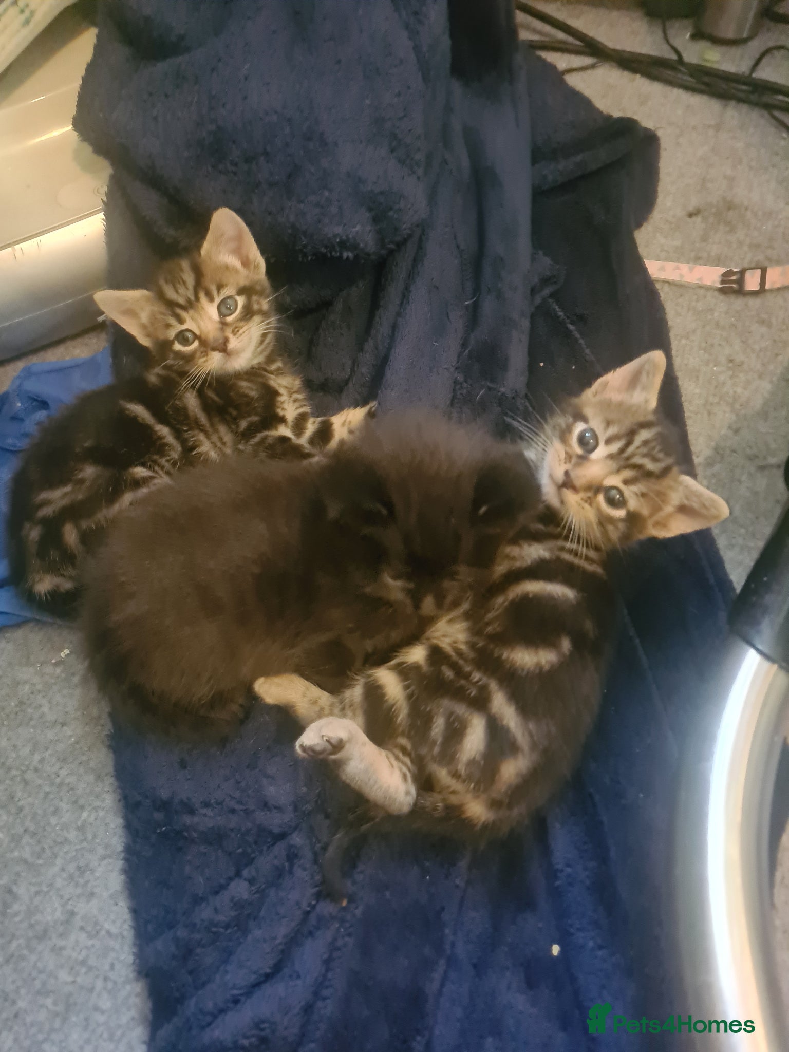 Mixed Breed cats 3 kittens  - Advert 1