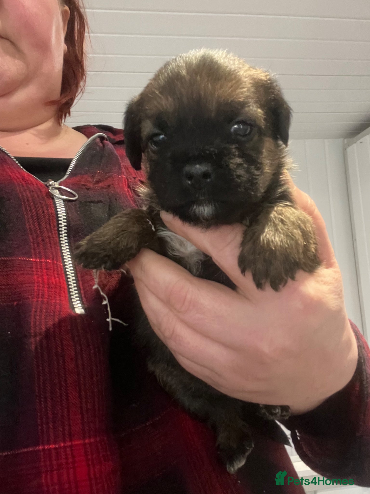 Border Terrier dogs KC reg Slem clear border terrier pups reg breeder - Advert 1