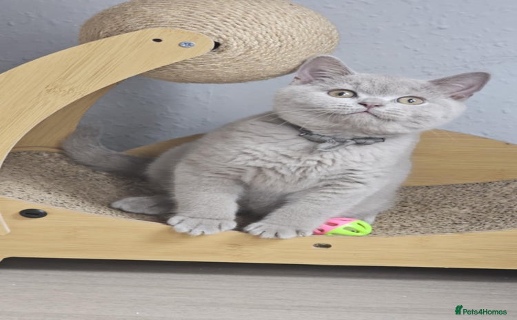 British Shorthair cats - Advert 1