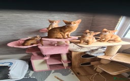 Abyssinian cats for sale: Abisinian kittens  - Image 17