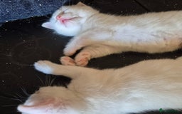 British Shorthair cats for sale: Two beautiful BSH kittens  - Image 22