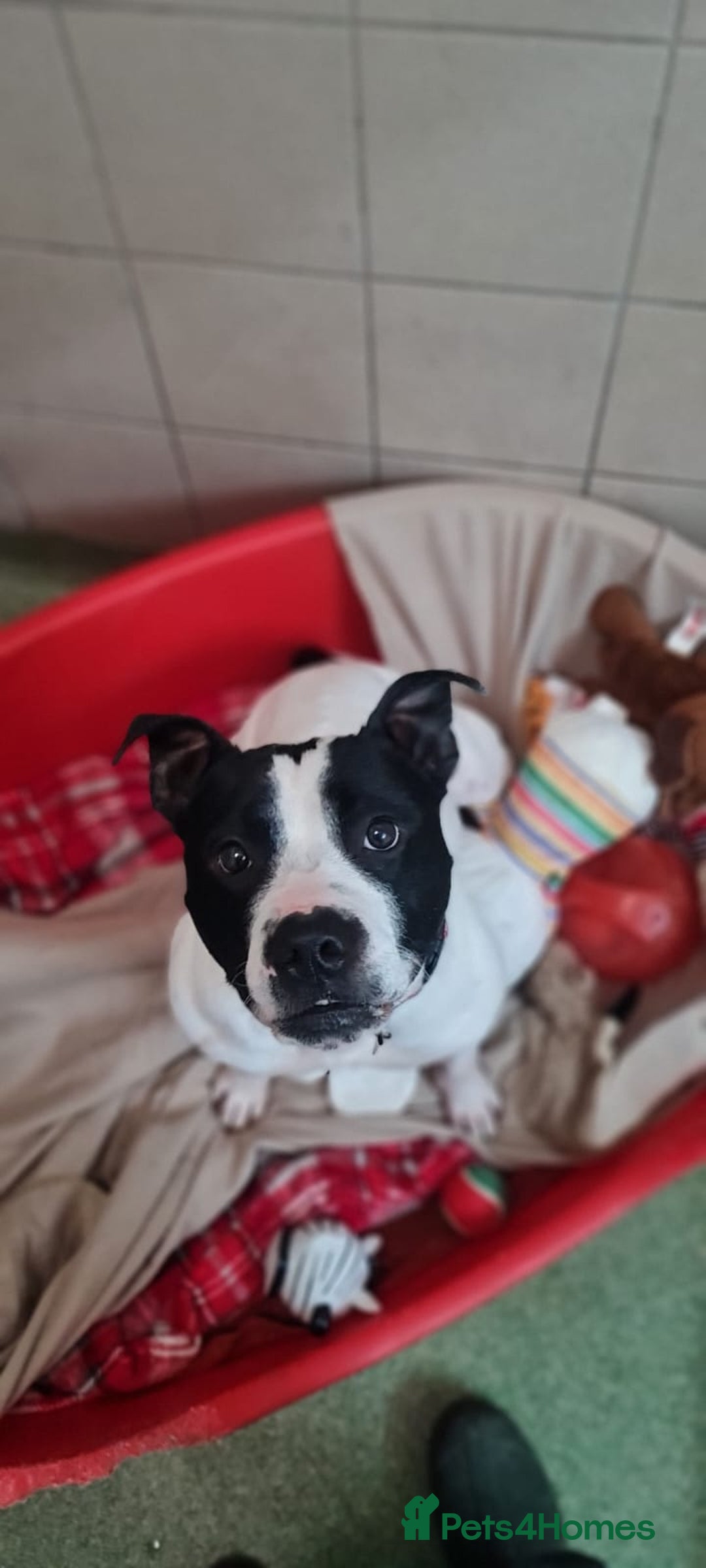 Staffordshire Bull Terrier dogs for adoption: Beau  - Advert 4