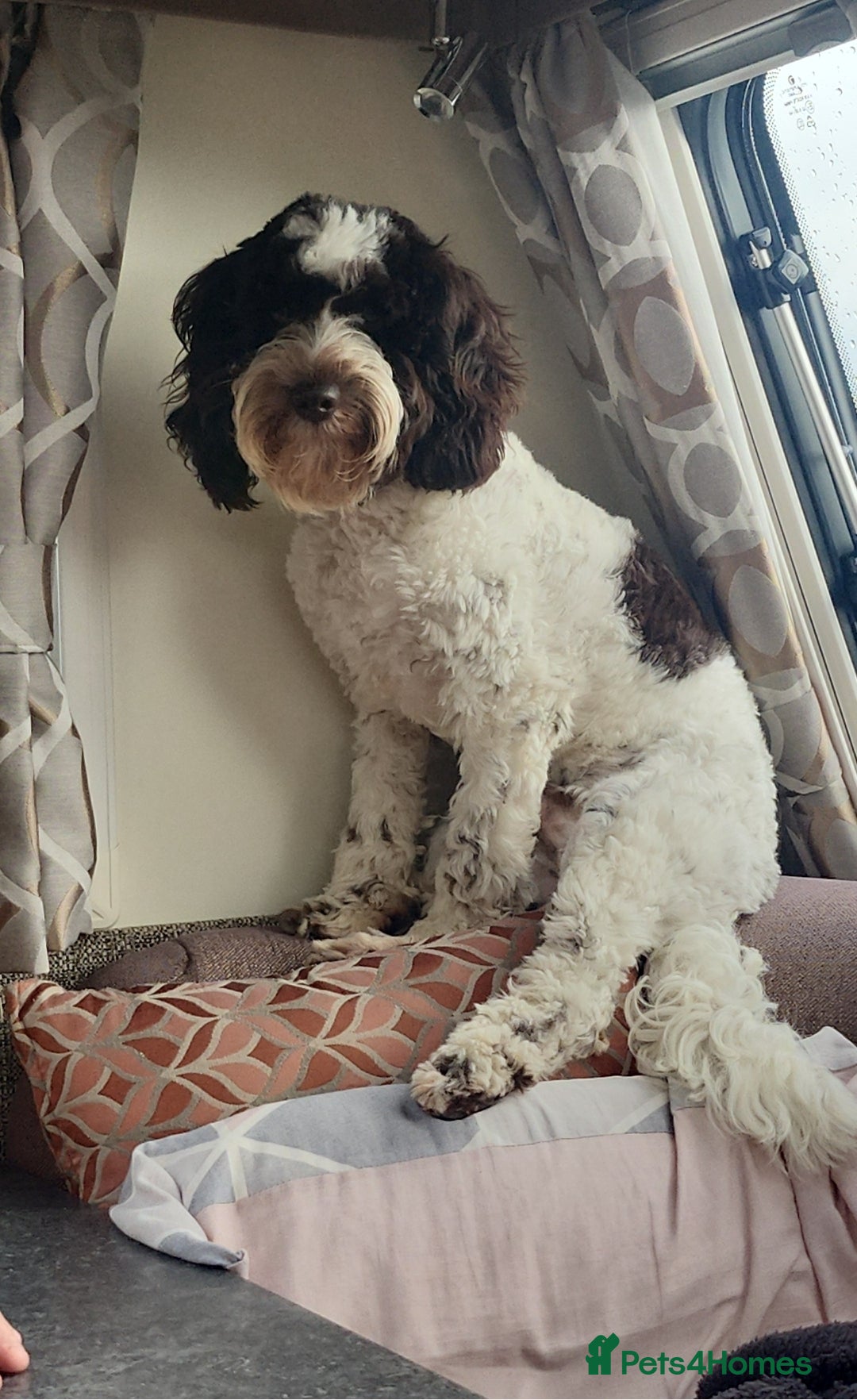 Cockapoo dogs for sale: Cockapoo puppies - Image 5