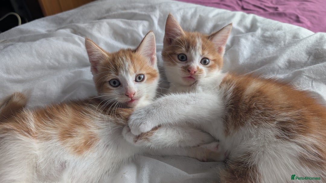 Mixed Breed cats for sale: Beautiful fluffy kittens dads part maincoon  - Image 2